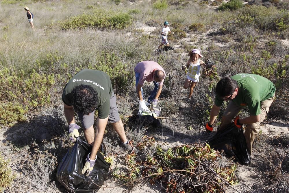 Limpieza de plantas invasoras en la Devesa del Saler