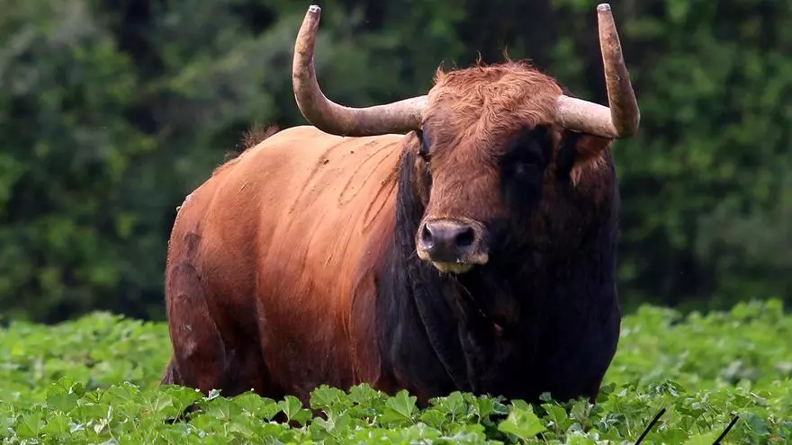 Toro colorado de Fuente Ymbro que se exhibirá en las fiestas de Burriana