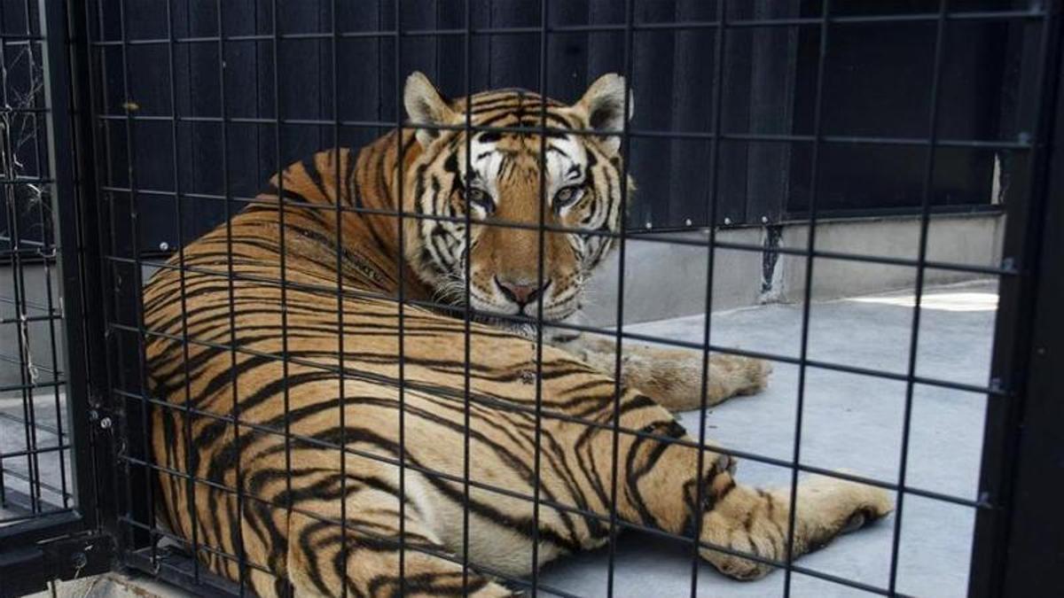 Imagen de archivo de un tigre en cautividad.