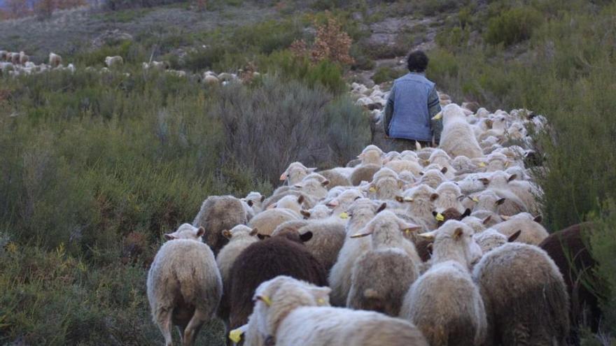 Un pastor conduce un rebaño de ovejas por La Carballeda.
