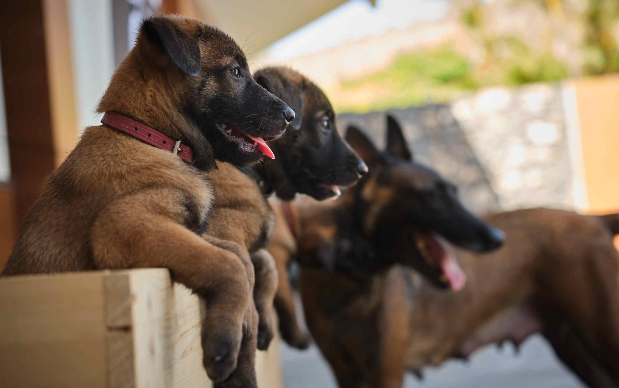 Estos son los nuevos cachorros de la Unidad Canina de la Policía Local de Santa Cruz