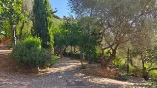 Una lápida escondida entre olivos: el curioso reto que guarda el refugio verde tras las murallas de Cáceres