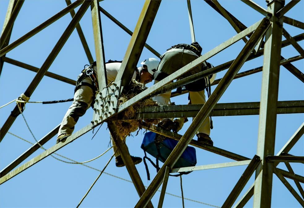 Una cría con apoyo eléctrico