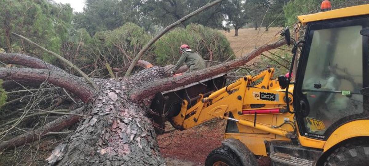 Una excavadora retira un tronco en una carretera de la provincia afectada por la borrasca 'Berenice' en octubre de 2024.