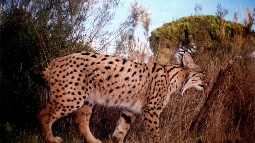 El Seprona halla muerto un lince en Cardeña