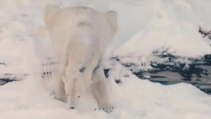 La alegría de Kalluk, Tatqiq y Chinook al revolcarse en la nieve