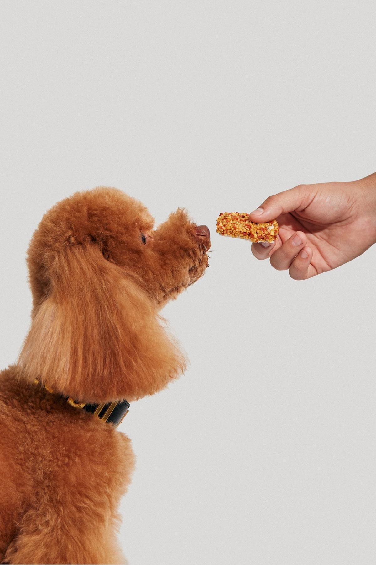 Un can con una porción de turrón de zanahoria