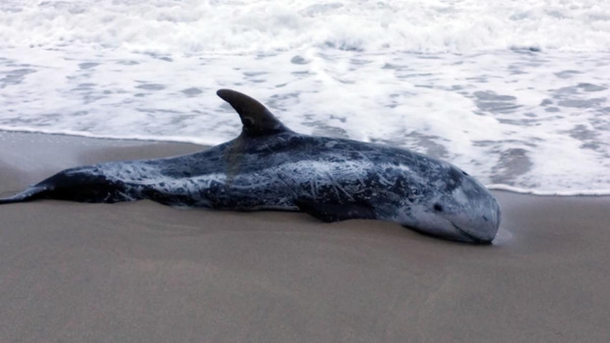 Ejemplar de calderón encontrado en la playa de Sant Salvador del Vendrell