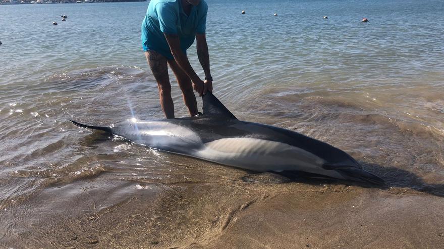 Muere un delfín tras varar en Castillo del Romeral