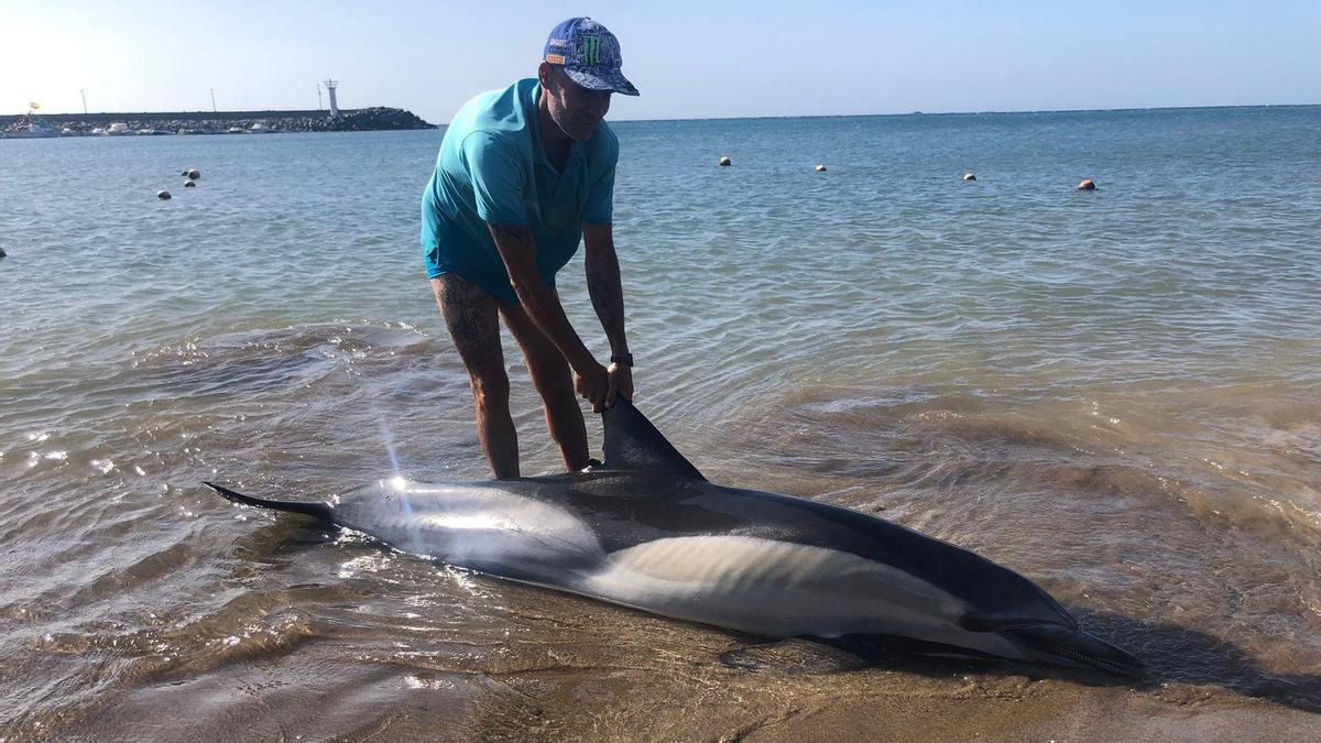 Un delfín muere tras varar en el Castillo del Romeral