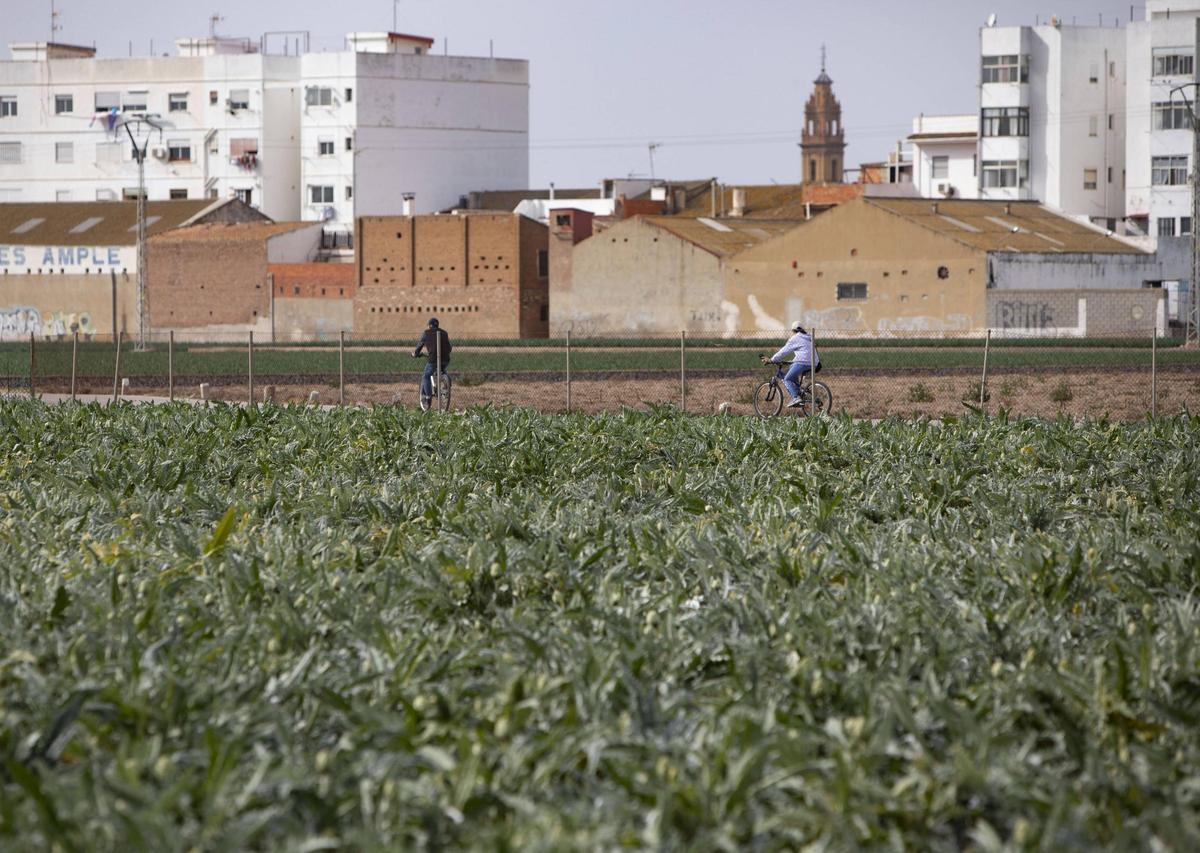 Campos de huerta cultivada entre Alboraia y Meliana