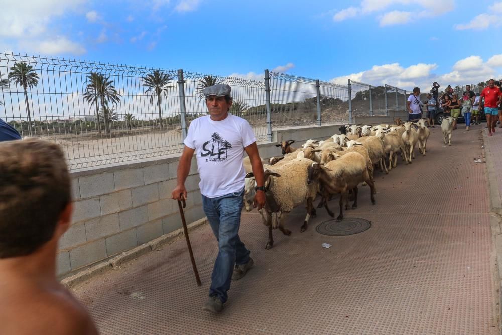 Un rebaño de ovejas recorren la antigua vía pecuar