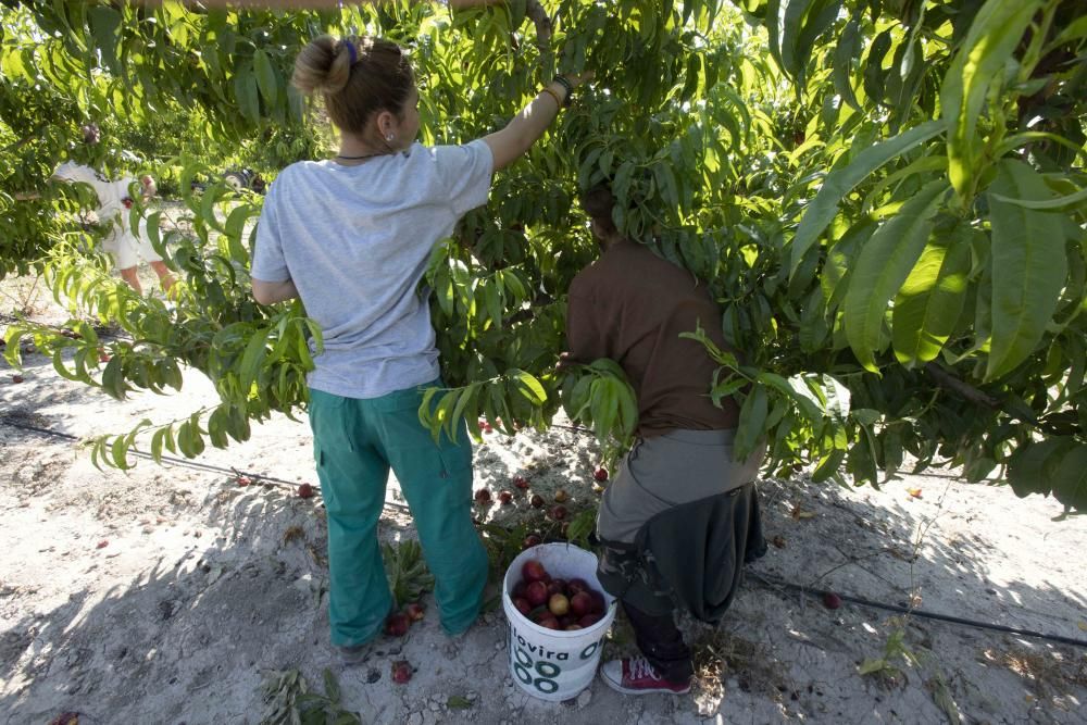 Campaña de la fruta de verano en la Vall d'Albaida