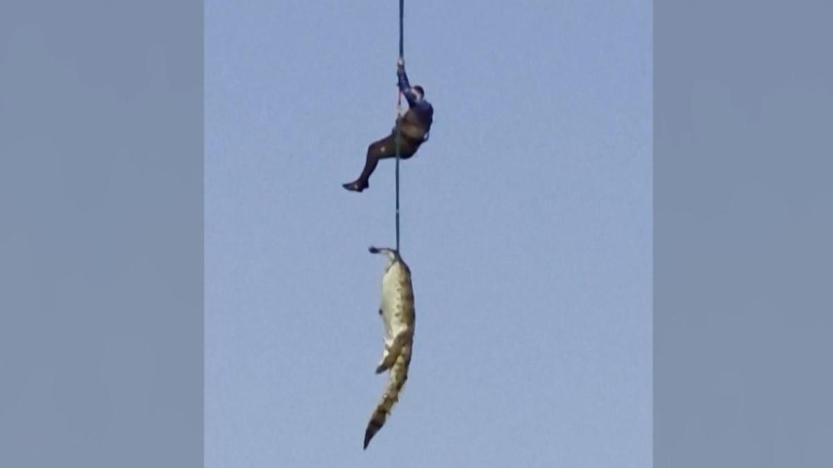 Buscan los restos de un desaparecido en el interior de un cocodrilo