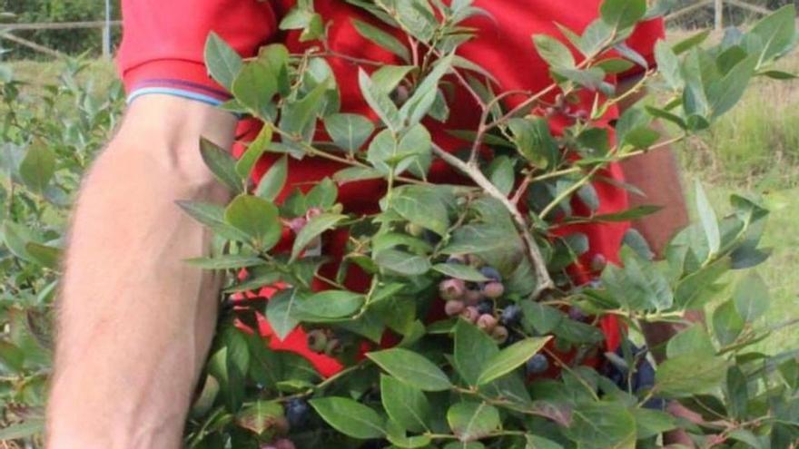 La reconversión del arándano: introducir en Asturias una variante que crece en grandes macetas