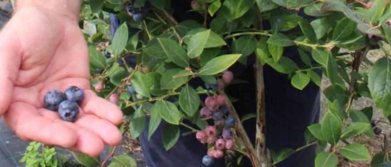 Juan Carlos García Rubio, con una planta de arándanos. | LNE