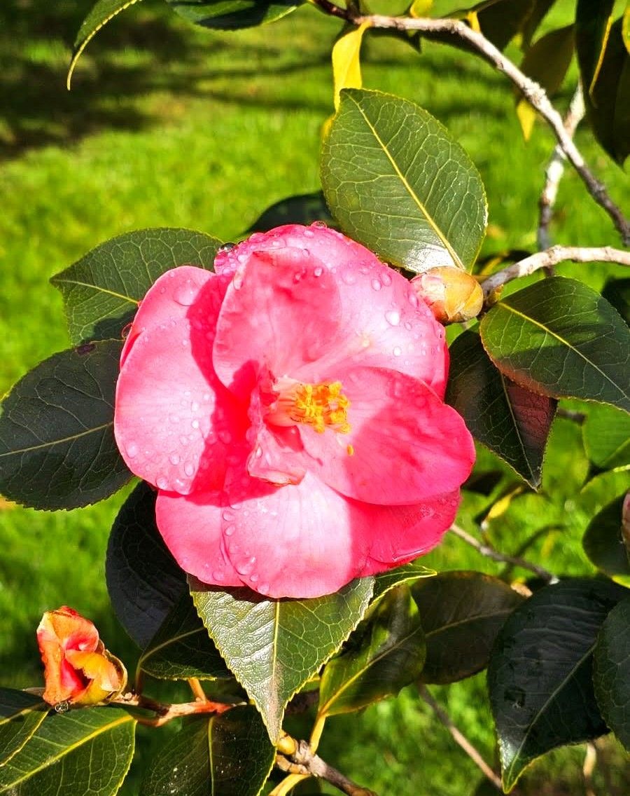 De paseo por el vergel de San Justo, en Villaviciosa