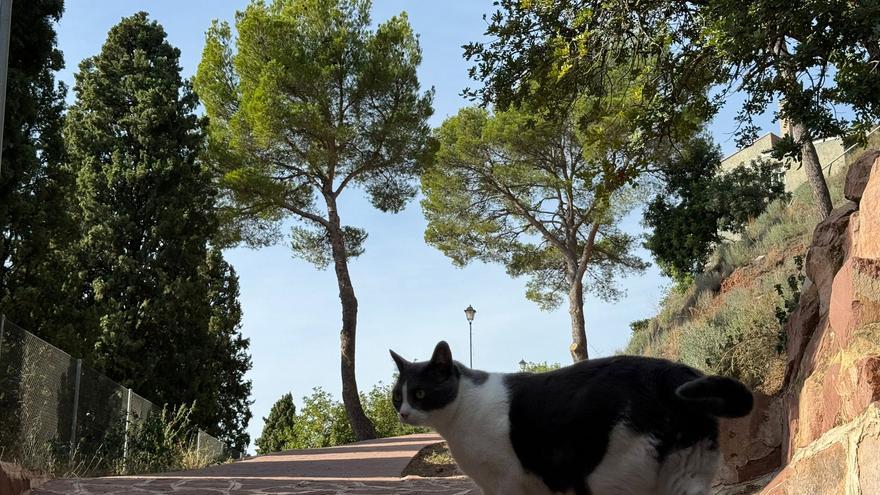 Serra gestiona las colonias felinas con una ayuda de 91.000 euros del ministerio