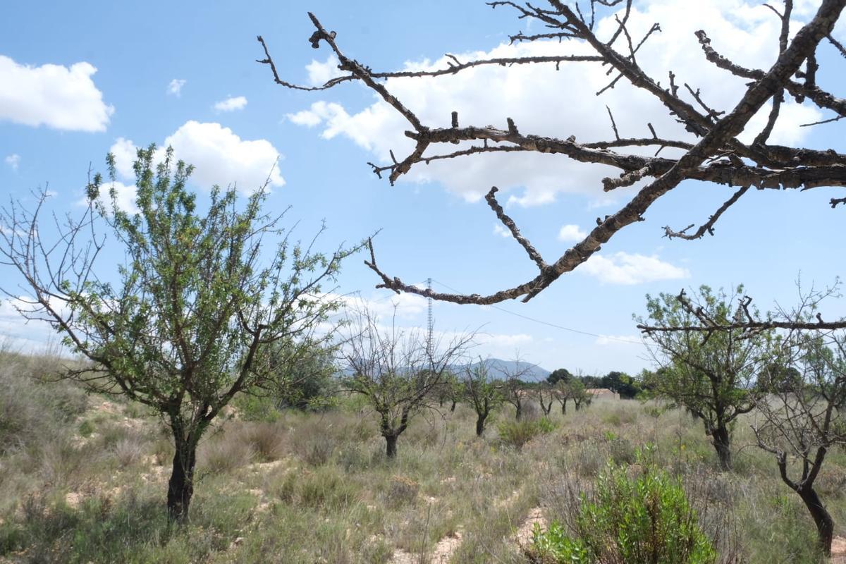 El almendro de secano está en vías de desaparecer en la provincia por la falta de lluvias.