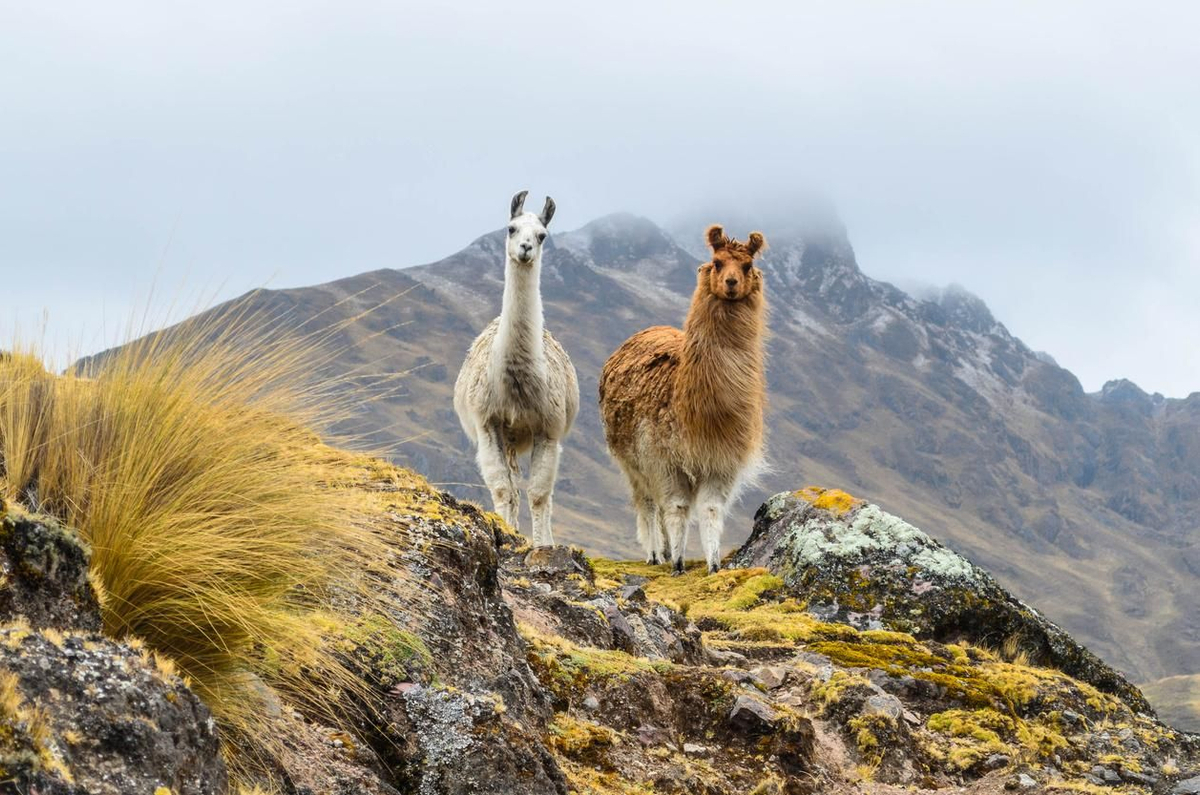 Yamas en Los Andes