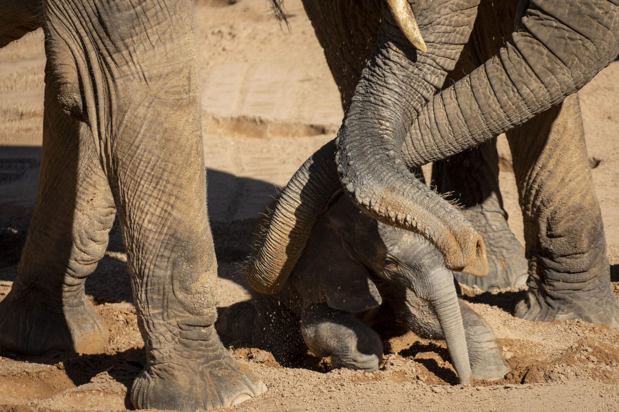 Nacimiento en Bioparc del primer elefante africano en la Comunitat Valenciana