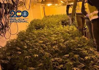 Cazado con 600 plantas de marihuana en Torrent