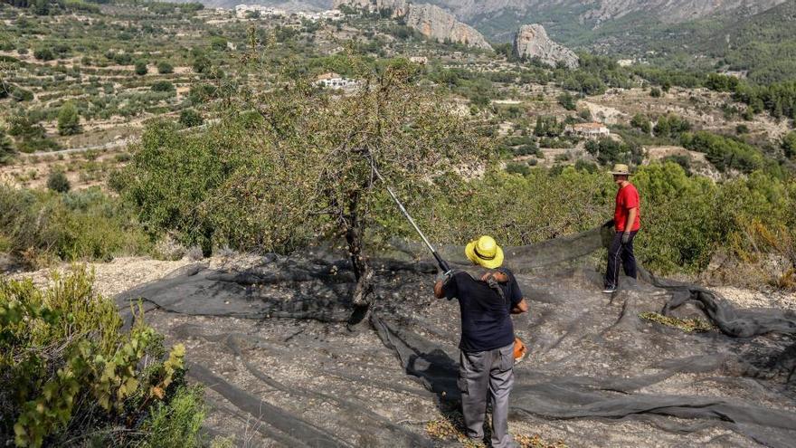 Un juzgado de Alicante paraliza el arranque de árboles sanos en las parcelas afectadas por la Xylella