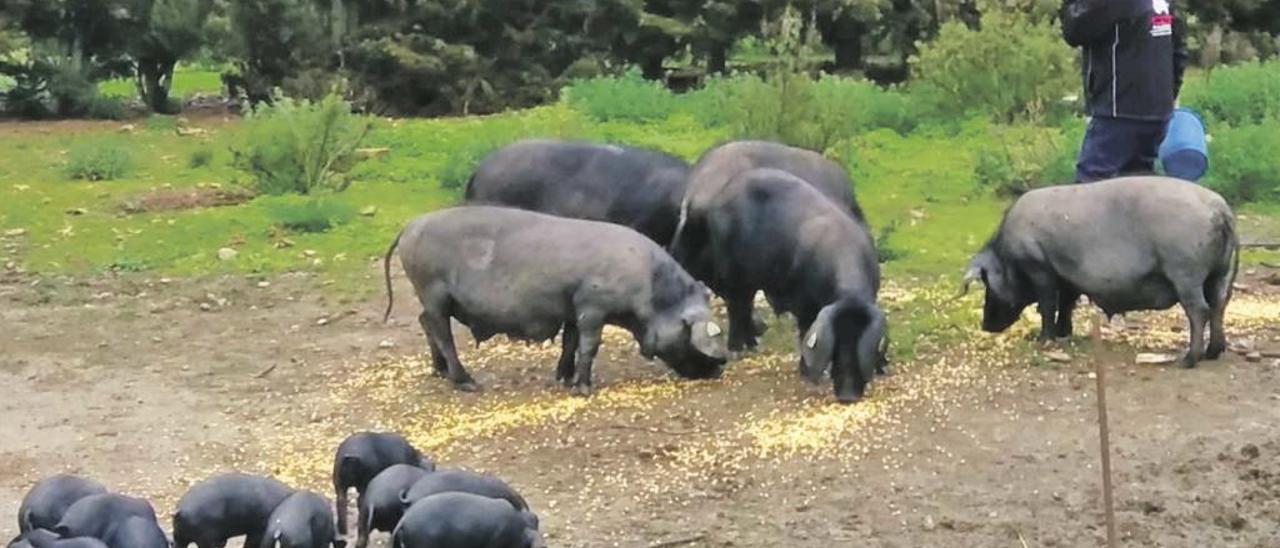 Cerdas reproductoras con sus lechones se alimentan con cereal de forma libre en una parcela de la finca de Son Serra de Marina (Santa Margalida).