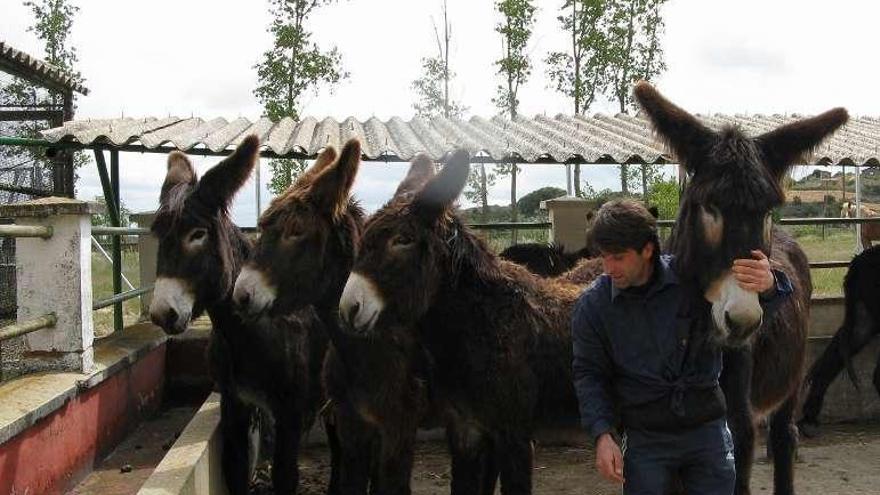 Un criador de burros junto a varios ejemplares de raza autóctona.