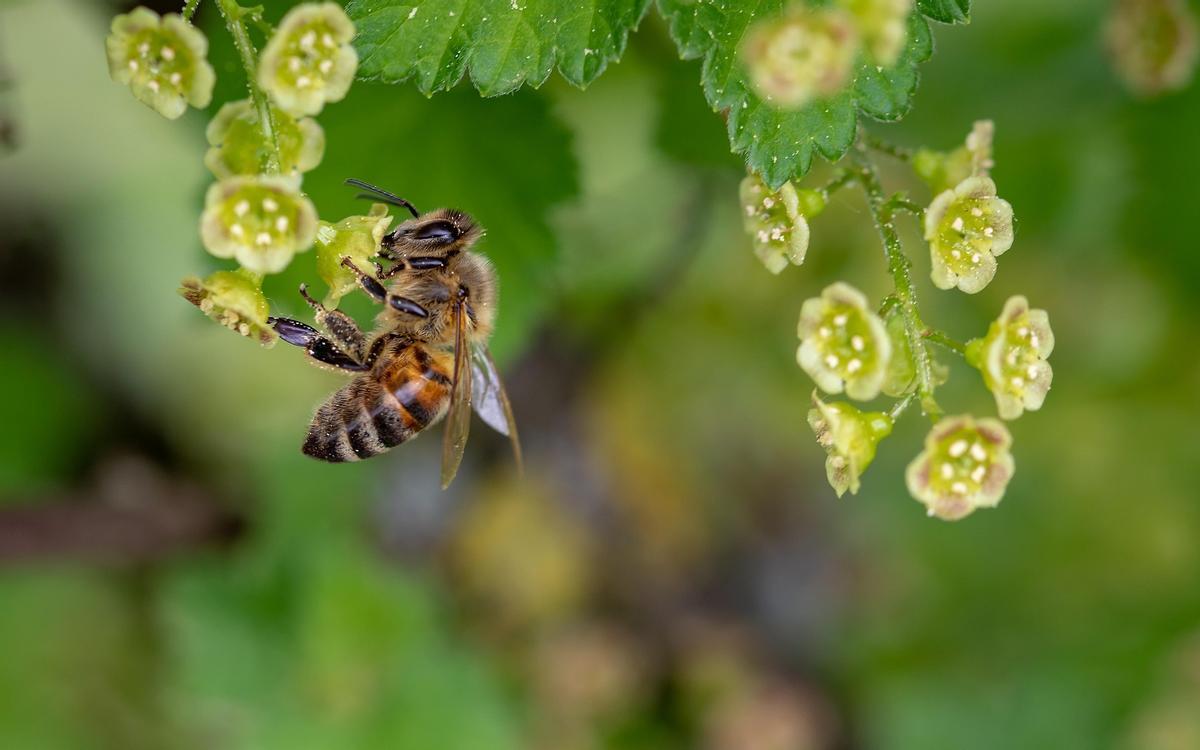 Las abejas se encuentran entre los principales polinizadores en diferentes zonas del mundo.
