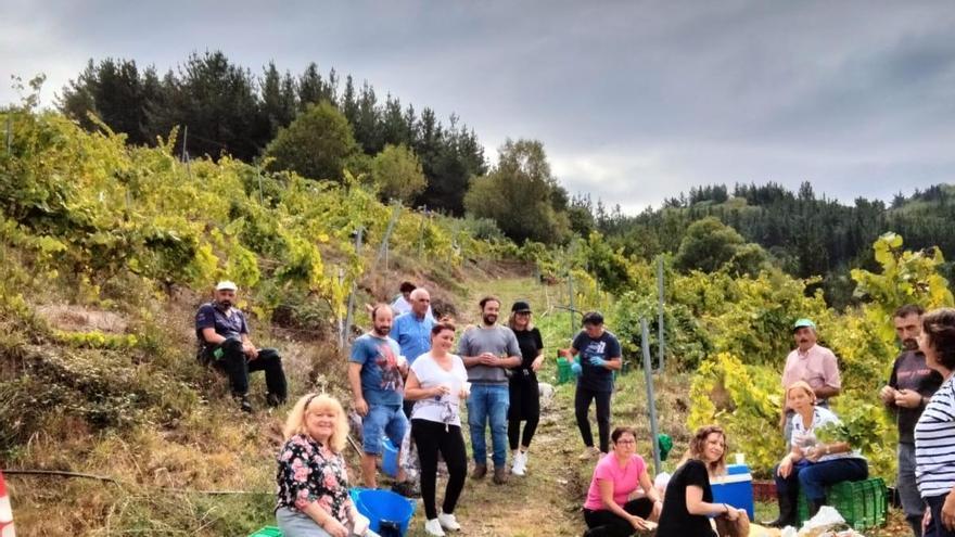 La producción de vino despega en Pesoz con nuevos productores: &quot;Lo hago por mi tierra&quot;, dicen