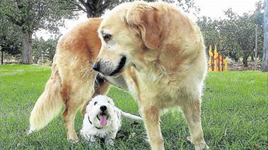 Mediterrània Centro Canino cuida de la mascota como en casa