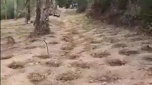 Desforestat un bosc protegit de Santa Cristina d’Aro per cultivar-hi més de 2.000 plantes de marihuana