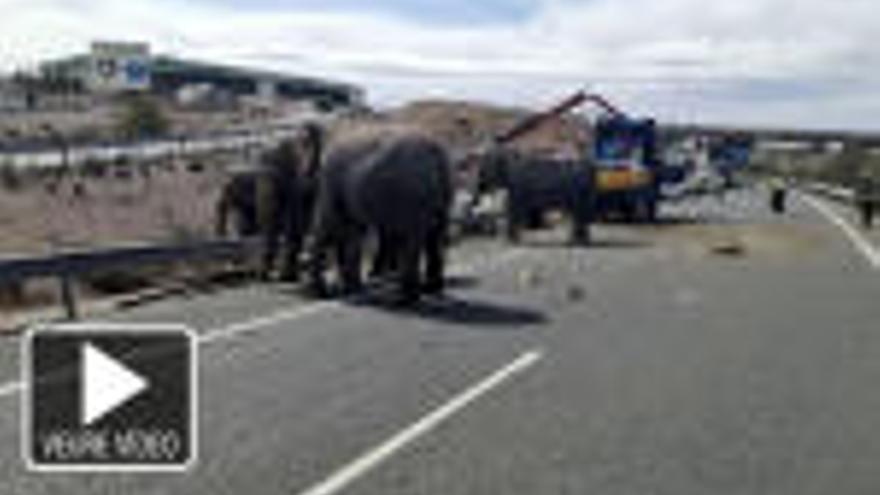 S&#039;accidenta un camió carregat d&#039;elefants i queden lliures per una autovia