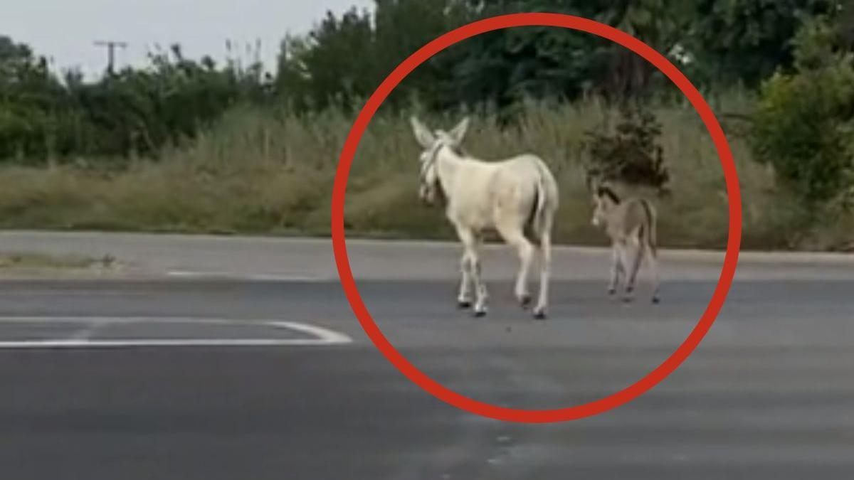 Dos burros cruzan la Costera Sur: &quot;Lo que pasa en Murcia no es normal&quot;