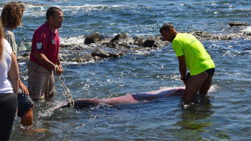 Aparece varado un cachalote pigmeo en la costa de Antigua