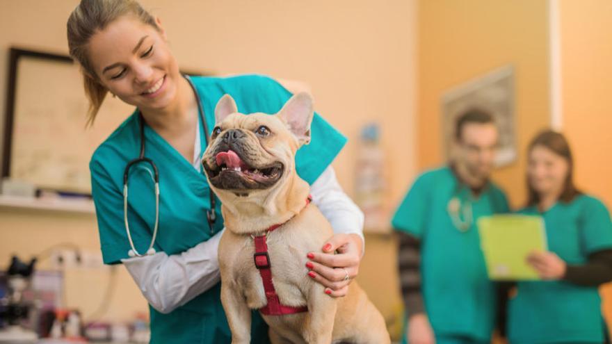 Un ejemplar de Bulldog Francés visita a la veterinaria.