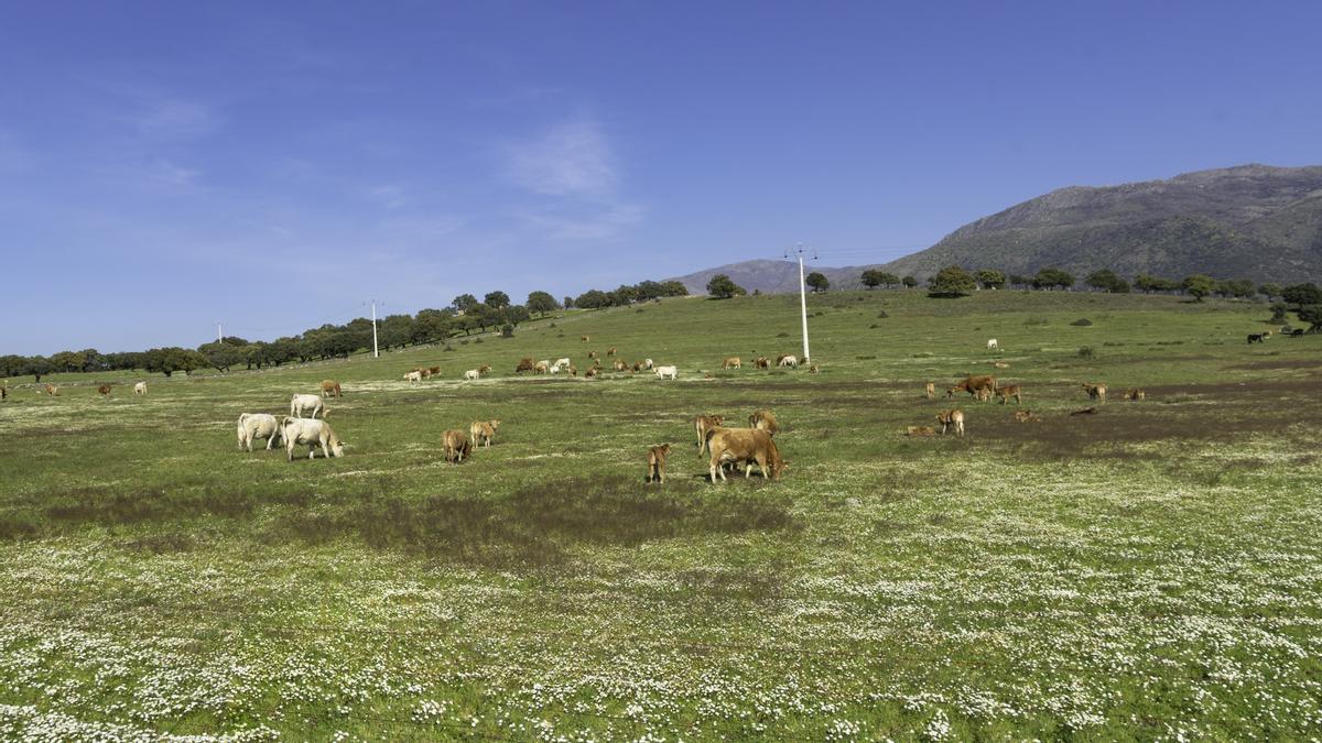 Cielos despejados en el Valle del Ambroz
