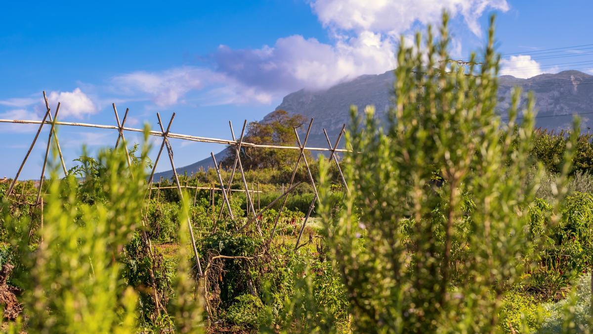 El restaurante ofrece vinos y aceite de pequeñas producciones