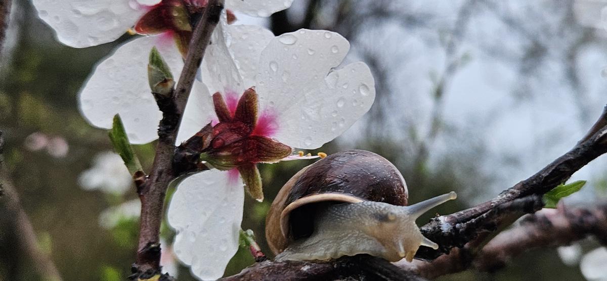 Matí de pluja a Sant Fruitós de Bages Matí de pluja a Sant Fruitós de Bages
