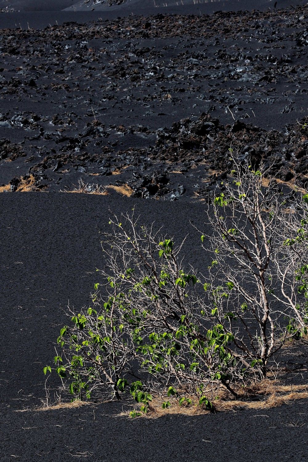 Un mundo de ceniza en La Palma dos meses después del volcán