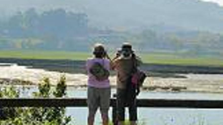 Observación de aves en Villaviciosa.