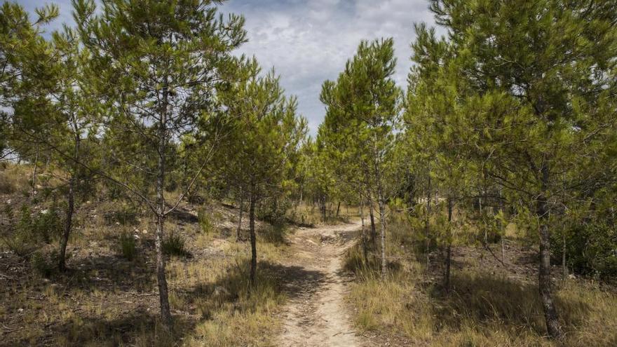 Efectos negativos de la limpieza de los bosques