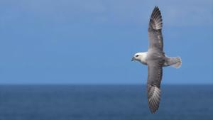 Ejemplar de fulmar boreal (Fulmarus glacialis), una especie gravemente afectada por la contaminación de los océanos. 