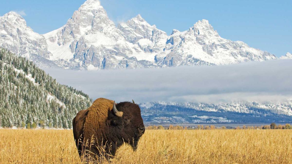 Bison in front of Grand Teton Mountain range