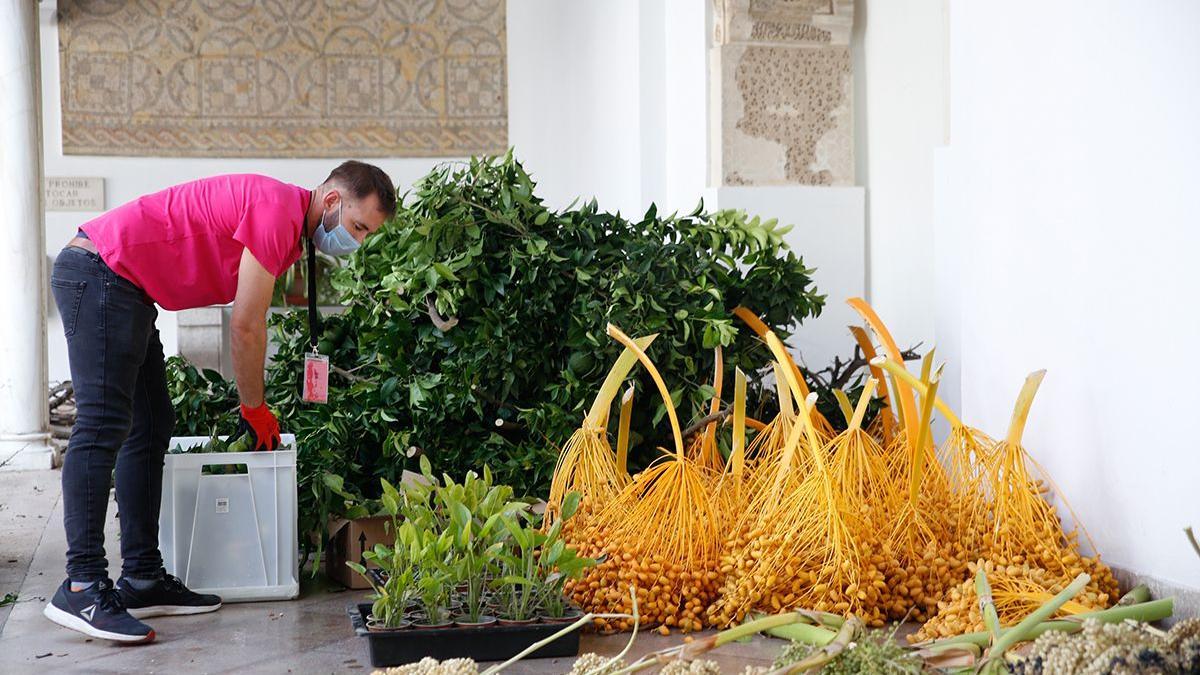 Preparación del montaje de Flora en el Museo Arqueológico.