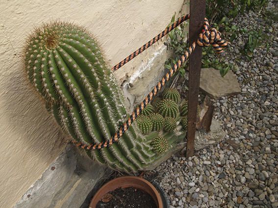 Cactus. A aquest gros cactus li han sortit 10 fillets rodonets i punxeguts com ell a la soca. Amb molt de compte es poden agafar i plantar-los en un altre lloc del jardí.
