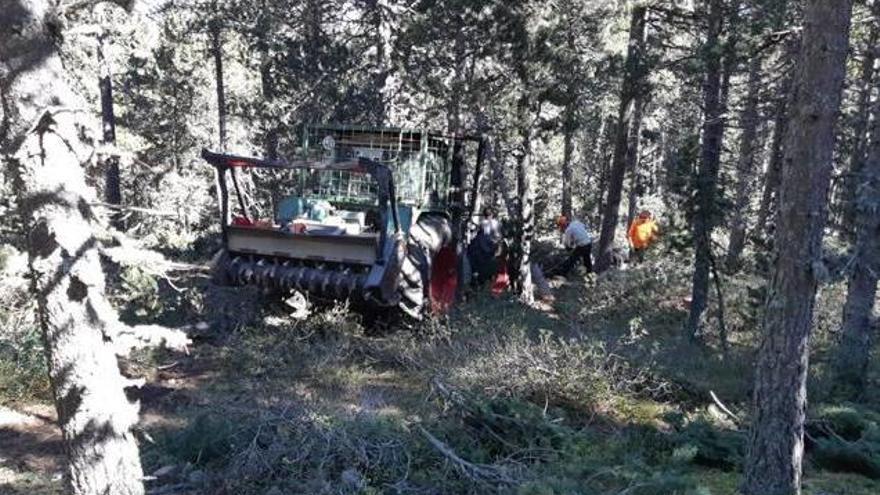 Tasques al bosc.