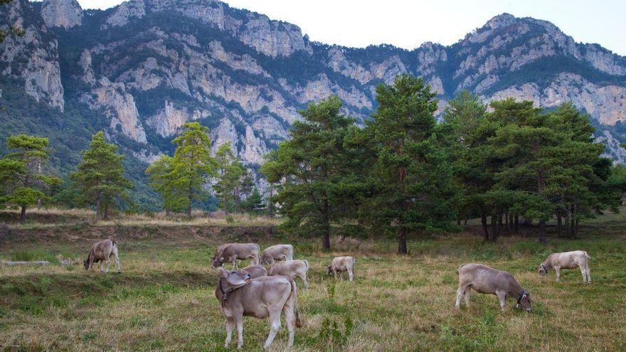 Exemplars de vaca bruna dels Pirineus pasturant a Capalot, al Berguedà.