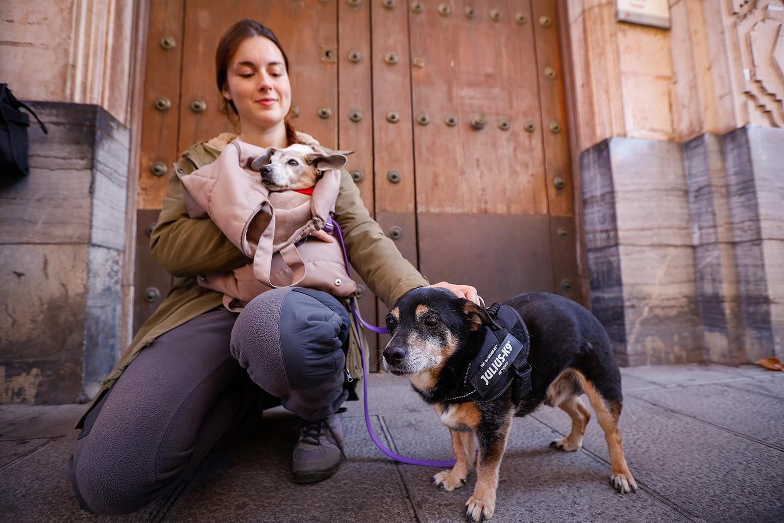 Un paseo con perros para fomentar la adopción